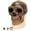 Anthropological Skull Model - Sinanthropus (Anatomické modely)