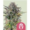 Royal Queen Seeds Feminizované semená kanabisu Pink Gorilla 3 ks