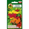 Celózia hrebenistá nízka, zmes farieb - 0,3g PNOS