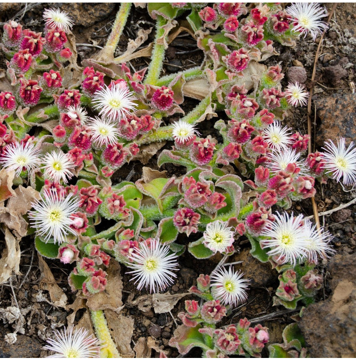 Poludňovka trblietavá - Mesembryanthemum crystallinum - semená - 300 ks