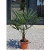 Trachycarpus fortunei vo výške 120 cm s výškou kmeňa 25 cm