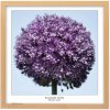 Fotorámik TRADAG Natura 50 x 50 prírodný (2550_5009)