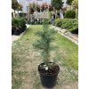 Picea pungens glauca´ Super Blue ´ Clt.2