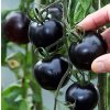 Paradajka Blackball semená čiernej paradajky stredne neskorá Toraf 0,3g