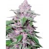Sensi Seeds Purple Cookie Kush Research semena neobsahují THC 5 ks