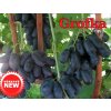 Vinič GRÓFKA Grafinya vrúbľovaná na podpník Kober 5BB (sadenica) NEW