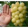 Vinič Treasure, Poklad stolová odroda, Japonsko, tvar srdca
