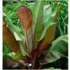 Banánovník habešský - Ensete vetricosum - semená banánovníka - 3 ks