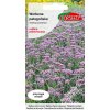 Semená verbeny patagónskej Torseed fialové 0,10 g