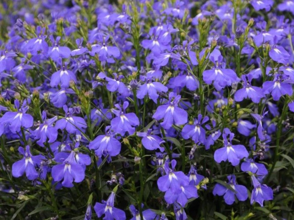 Lobelia Lobelka Lobelix Blue, kont. 0,5 l