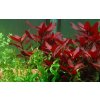 Ludwigia repens Rubin