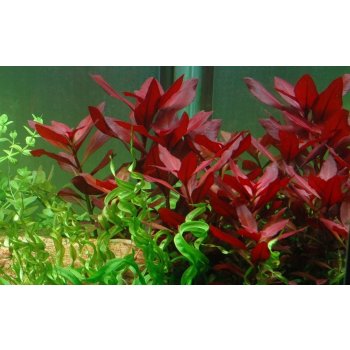 Ludwigia repens Rubin