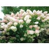 Hortenzia metlinatá Phantom, výška 20-30 cm, kvetináč 2 l