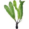Aponogeton madagascariensis
