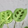 Maranta Cintho variegata baby