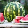 Melón vodný Crimson Sweet - Citrullus lanatus Matsum et Nakai - semená - 6 ks