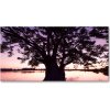 Foto obraz akryl zvislý do obývačky Stromy a jazero 100x50 cm