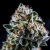 Vision Seeds - Vision Critical Auto 3 ks - Semená neobsahujú THC