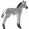 Mojo Zebra mláďa
