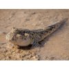 Aquascaperi Lezec obojživelný - Periopthalmus / papilio