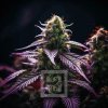 Blimburn Seeds Cannabis Seeds Sirius Black Feminized 3 ks