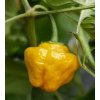 Jamaican yellow (semená)