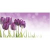 Foto obraz akrylový Fialové tulipány 100x50 cm