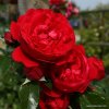 Kordes Roses Popínavá ruža Kordes 'Florentina®' 2l kontajner
