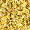 Gusta Garden Microgreens Broccoli (Brokolica) 4 ks