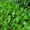 Hydrocotyle vulgaris
