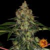 Barney's Farm Shiskaberry neobsahuje THC 10 ks