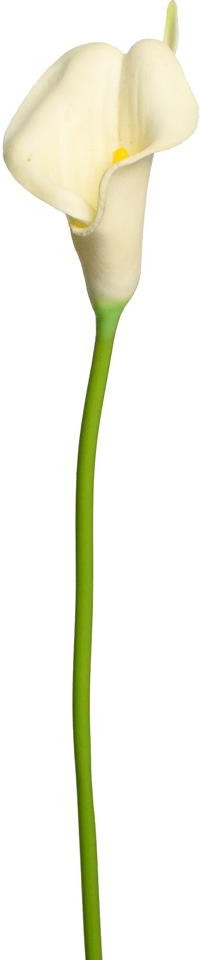 KS CALLA BIELA 35cm