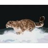 Zuty – Maľovanie podľa čísel – Snežný leopard v behu v snehu (D. Rusty Rust), 80 × 100 cm, plátno + rám 8596530186793