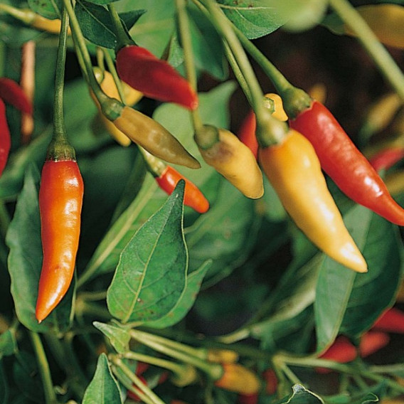 Capsicum frutescens - Chilli Tabasco - Semená - 7 ks od 2,25 € - Heureka.sk