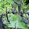 BIO Fazuľa fialová Teepee - Phaseolus vulgaris - bio semená - 20 ks