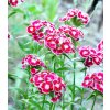 Klinček Super Parfait F1 - Dianthus Super Parf. Raspberry - predaj semien - 16 ks