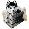 ZUTY Maľovanie podľa čísel HUSKY V KRABICI Rámovanie bez rámu a bez vypnutia plátna Rozmer 80 x 100 cm