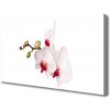 Obraz Canvas Kvety príroda orchidea 100x50 cm