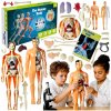Anatomický model ľudského tela orgány kosti trup človeka ako darček 6+