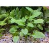 Cryptocoryne wendtii Broad Leaf (IN-VITRO Ø 7 cm)