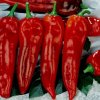 Býčie rohy červené (semená) sladká paprika