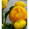 Iskerník žltý - Ranunculus asiaticus - predaj cibuľovín - 3 ks
