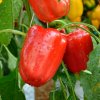 Paprika Bendigo F1 - Capsicum annuum - semená papriky - 5 ks