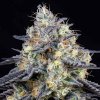 Anesia Seeds - Foster 3 ks - semená neobsahujú THC