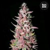 Bulk Seed Bank - Purple Glam Kush 10 ks - semená neobsahujú THC