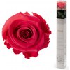 Darčeková stabilizovaná ruža - tmavo ružová