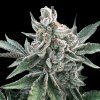 Silent Seeds - Polar Gelato Auto 5 ks - Semená neobsahujú THC.