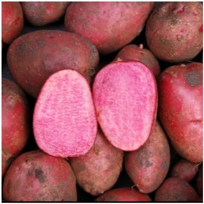 Sadbové zemiaky Heiderot - Solanum tuberosum - zemiaky - 5 ks