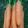 Mrkva Darina - Daucus carota - semená - 800 ks