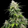 Sensi Seeds - California Indica 10 ks - semená neobsahujú THC